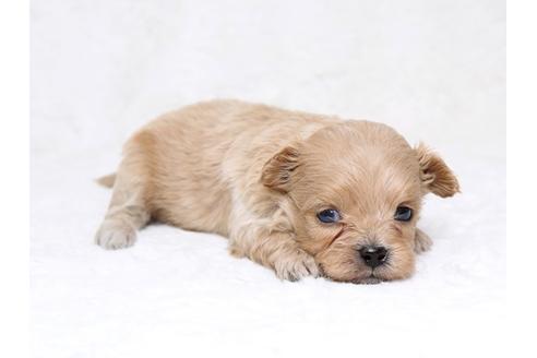 成約済の栃木県のミックス犬-39221の2枚目