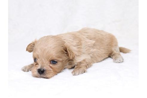 成約済の栃木県のミックス犬-39221の3枚目