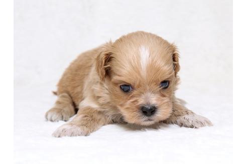 成約済の栃木県のミックス犬-39222の2枚目