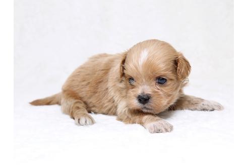 成約済の栃木県のミックス犬-39222の3枚目