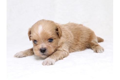 成約済の栃木県のミックス犬-39222の1枚目
