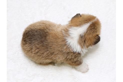 成約済の栃木県のウェルシュコーギーペンブローク-39229の2枚目