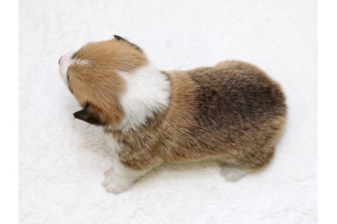 成約済の栃木県のウェルシュコーギーペンブローク-39230の4枚目
