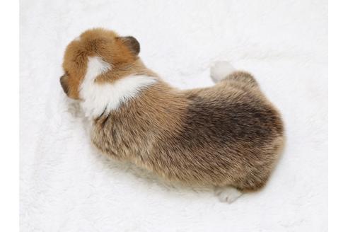 成約済の栃木県のウェルシュコーギーペンブローク-39231の3枚目