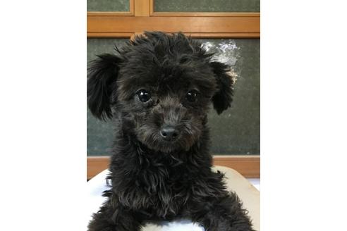 成約済の山口県のミックス犬-39282の2枚目