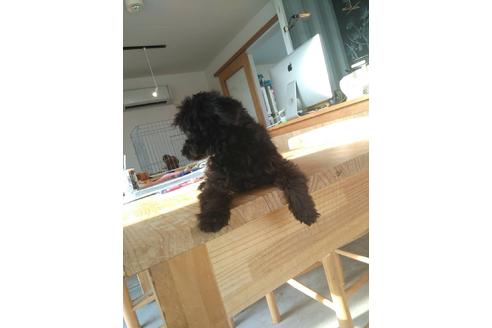 成約済の山口県のミックス犬-39282の1枚目