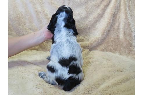 成約済の山口県のイングリッシュコッカースパニエル-36077の3枚目