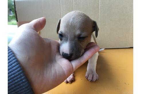 成約済の山梨県のイタリアングレーハウンド(イタグレ)-38960の4枚目