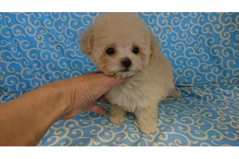 成約済の京都府のトイプードル-38398の1枚目