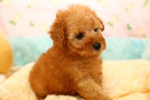成約済の埼玉県のトイプードル-38822の5枚目