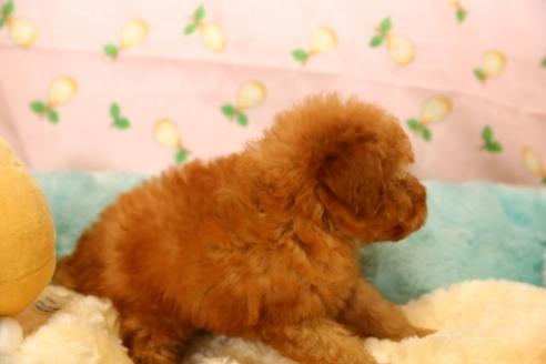 成約済の埼玉県のトイプードル-38822の1枚目