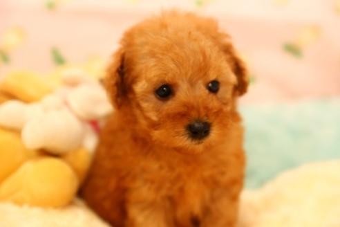 成約済の埼玉県のトイプードル-38822の2枚目
