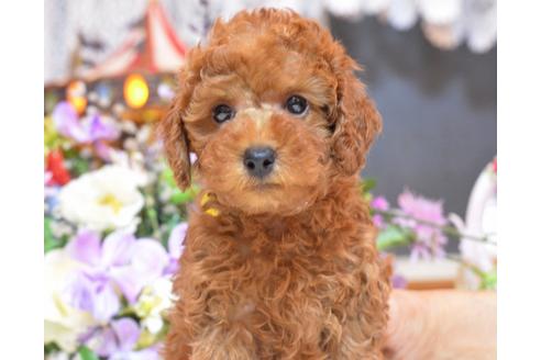 成約済の埼玉県のトイプードル-35751の2枚目
