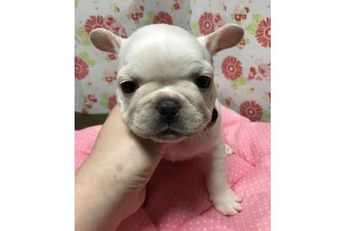 成約済の愛知県のフレンチブルドッグ-38855の3枚目