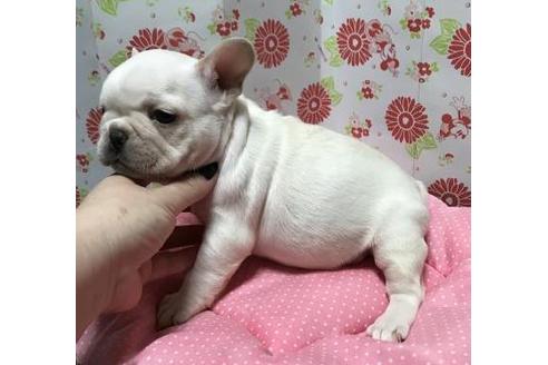 成約済の愛知県のフレンチブルドッグ-38855の2枚目
