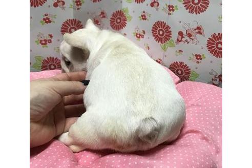 成約済の愛知県のフレンチブルドッグ-38855の1枚目