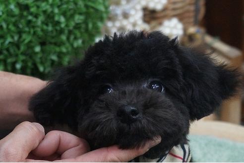 成約済の京都府のトイプードル-34995の3枚目