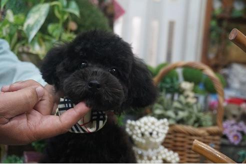 成約済の京都府のトイプードル-34995の2枚目