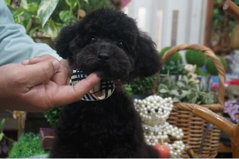 成約済の京都府のトイプードル-34995の1枚目