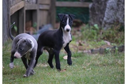 成約済の埼玉県のイタリアングレーハウンド(イタグレ)-38992の2枚目