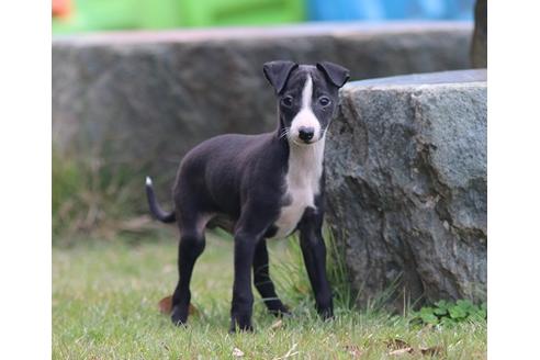 成約済の埼玉県のイタリアングレーハウンド(イタグレ)-38992の1枚目