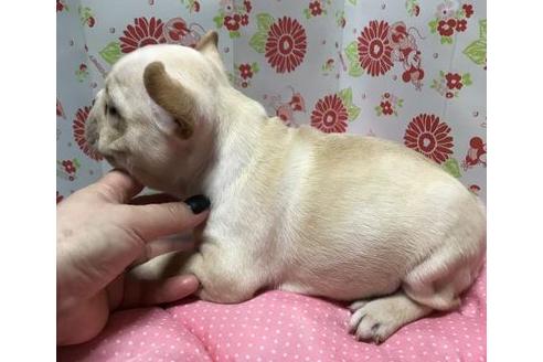 成約済の愛知県のフレンチブルドッグ-38995の2枚目