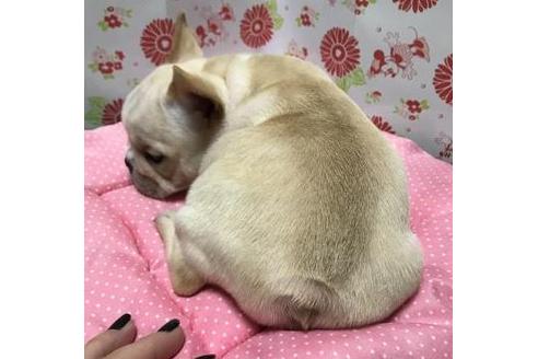 成約済の愛知県のフレンチブルドッグ-38995の1枚目