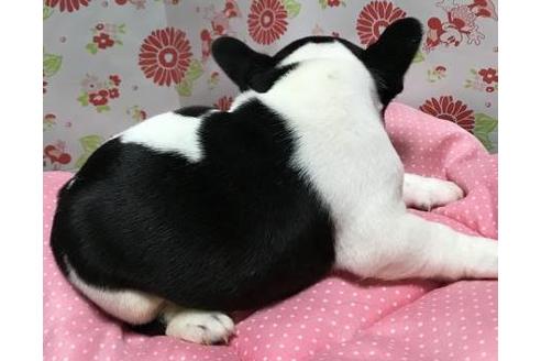 成約済の愛知県のフレンチブルドッグ-38997の2枚目