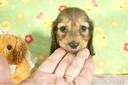 成約済の兵庫県のミニチュアダックスフンド-39517の1枚目
