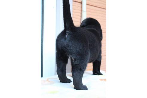 成約済の茨城県のラブラドールレトリーバー-38558の1枚目