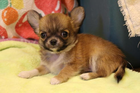 成約済の愛知県のチワワ(ロングコート)-36609の5枚目