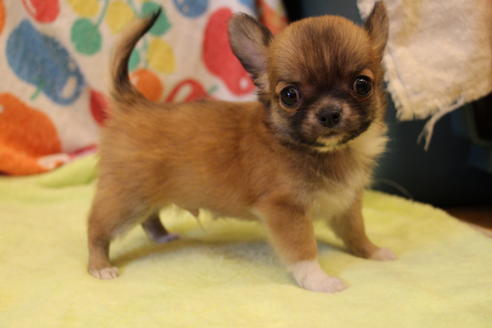 成約済の愛知県のチワワ(ロングコート)-36609の4枚目