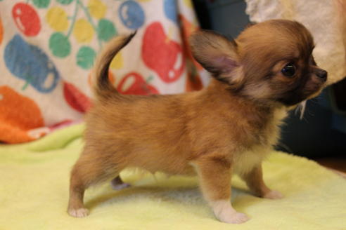 成約済の愛知県のチワワ(ロングコート)-36609の3枚目