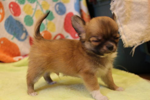 成約済の愛知県のチワワ(ロングコート)-36609の2枚目