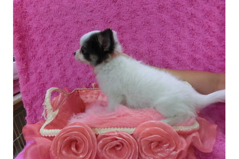 成約済の京都府のチワワ(ロングコート)-39582の2枚目