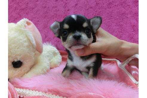 成約済の京都府のチワワ(スムースコート)-39587の1枚目