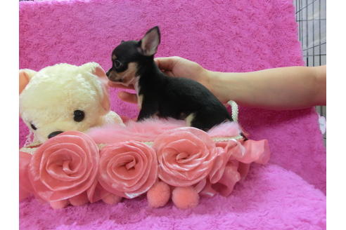 成約済の京都府のチワワ(スムースコート)-39588の3枚目