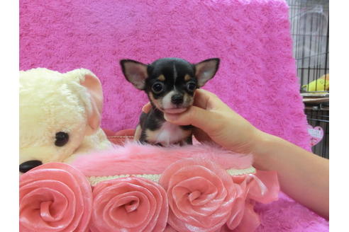 成約済の京都府のチワワ(スムースコート)-39588の2枚目