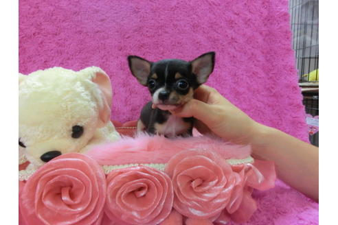 成約済の京都府のチワワ(スムースコート)-39588の1枚目