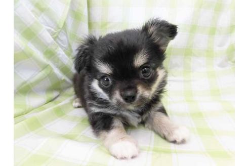 成約済の福岡県のチワワ(ロングコート)-39591の1枚目