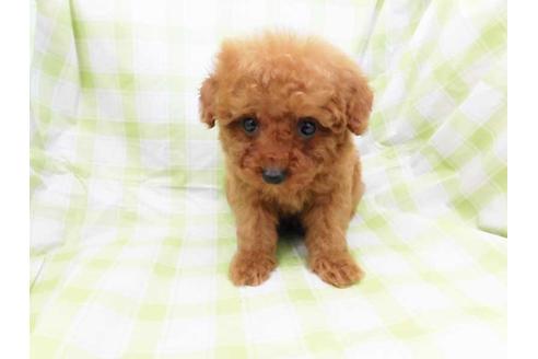 成約済の福岡県のトイプードル-39592の1枚目