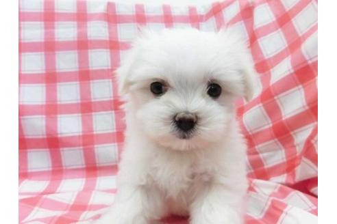 成約済の福岡県のマルチーズ-39593の1枚目