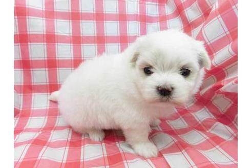 成約済の福岡県のマルチーズ-39598の1枚目