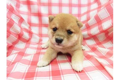 成約済の福岡県の柴犬-39599の1枚目