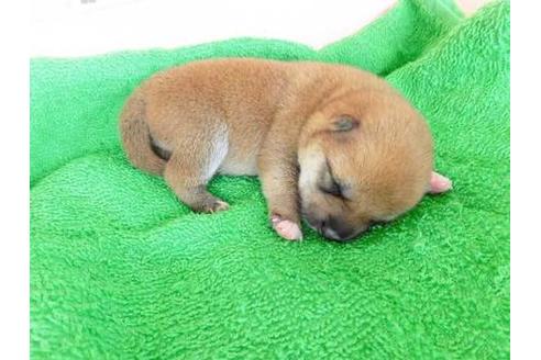 成約済の福岡県の柴犬-39600の1枚目