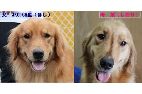 成約済の茨城県のゴールデンレトリーバー-39273の4枚目