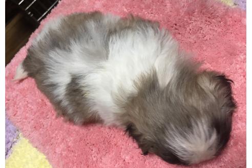 成約済の福岡県のペキニーズ-37859の2枚目