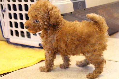 成約済の愛知県のトイプードル-37575の5枚目