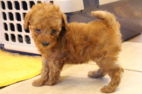 成約済の愛知県のトイプードル-37575の4枚目