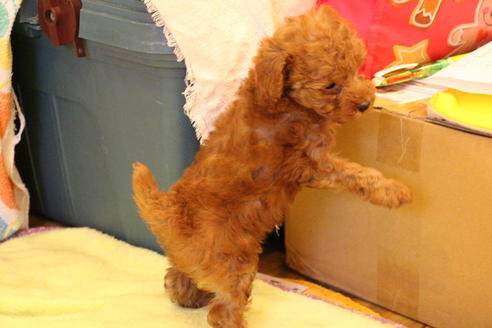 成約済の愛知県のトイプードル-37575の3枚目